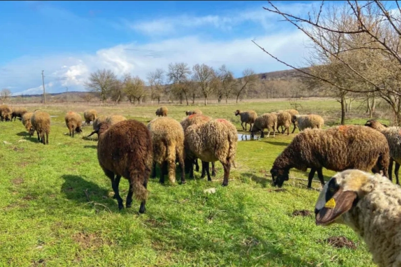 Edirne’de 31 çiçek vakası tespit edildi! Kırmızı etle bulaşır mı?