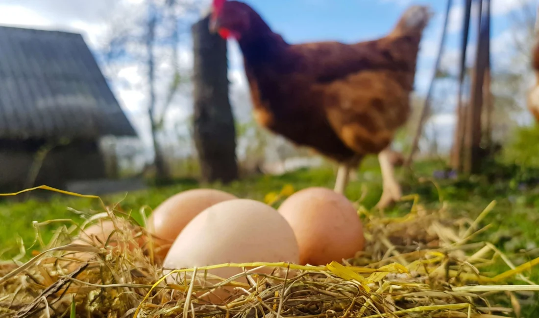 Tavuk eti üretimi 227 bin 675 ton, tavuk yumurtası üretimi